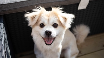 foto van puppy