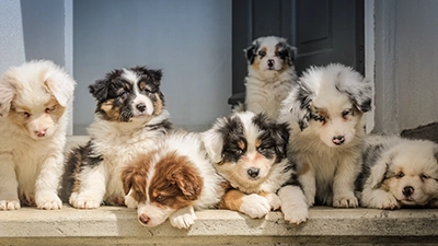 foto van een paar puppies